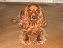 Cocker spaniel Sophus