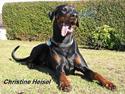 Dobermann Alvis Gromada