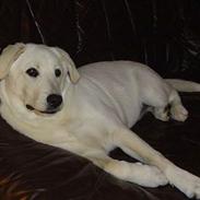 Blanding af racer Fluke