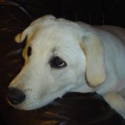 Blanding af racer Fluke