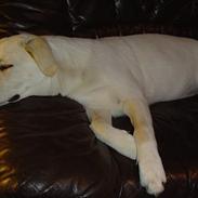 Blanding af racer Fluke