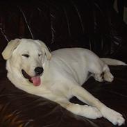 Blanding af racer Fluke