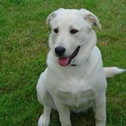 Blanding af racer Fluke