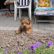 Norfolk terrier Gaia