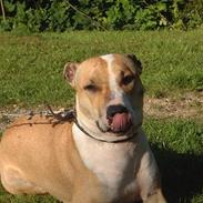 Amerikansk staffordshire terrier Siff