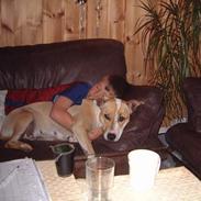 Amerikansk staffordshire terrier Siff