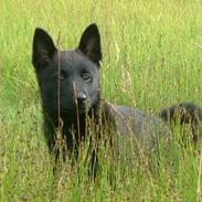 Norsk elghund grå og sort Lotte