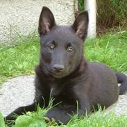 Norsk elghund grå og sort Lotte