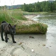 Norsk elghund grå og sort Lotte