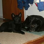 Norsk elghund grå og sort Lotte