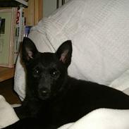 Norsk elghund grå og sort Lotte