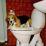 Beagle Skansehøjs Tippie 