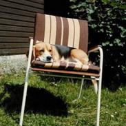 Beagle Skansehøjs Tippie 