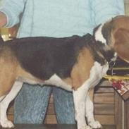 Beagle Skansehøjs Tippie 