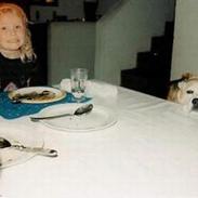 Beagle Skansehøjs Tippie 