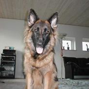 Schæferhund Zantie