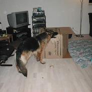 Schæferhund Zantie