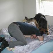 Schæferhund Zantie