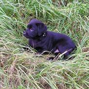 Labrador retriever Chili Sunborn FIFI