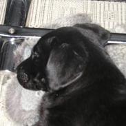 Labrador retriever Chili Sunborn FIFI