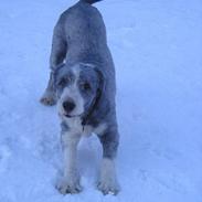 Bearded collie Hårek