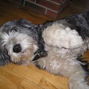 Bearded collie Hårek