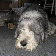 Bearded collie Hårek