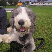 Bearded collie Hårek