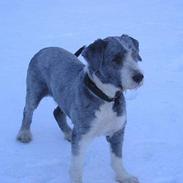 Bearded collie Hårek 