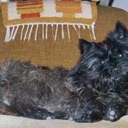Cairn terrier Victor