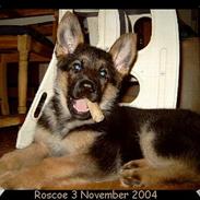 Schæferhund Lille-Noller Roscoe