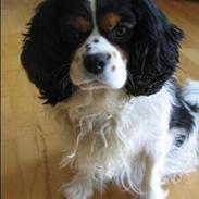 Cavalier king charles spaniel Sascha Malekit´s