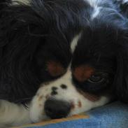 Cavalier king charles spaniel Sascha Malekit´s