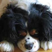Cavalier king charles spaniel Sascha Malekit´s