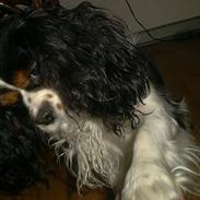 Cavalier king charles spaniel Sascha Malekit´s