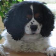 Cavalier king charles spaniel Sascha Malekit´s