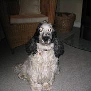 Cocker spaniel Valde
