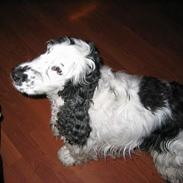 Cocker spaniel Valde