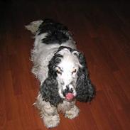 Cocker spaniel Valde