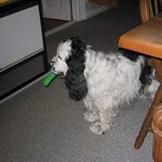 Cocker spaniel Valde