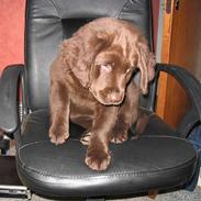 Labrador retriever Zeus