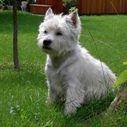 West highland white terrier Maxx