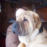 Shar pei China House Cosmo Il Bell