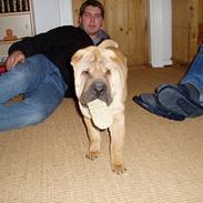 Shar pei China House Cosmo Il Bell