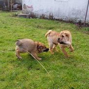 Shar pei China House Cosmo Il Bell