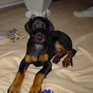 Dobermann Raphael`s Enigma