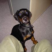 Dobermann Raphael`s Enigma