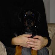 Dobermann Raphael`s Enigma