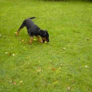 Dobermann Raphael`s Enigma