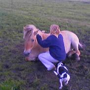 Dansk svensk gaardhund Malte....